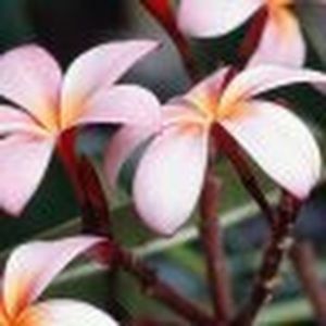 Meet your Posher, Tasha